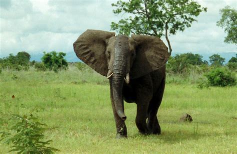 African Bush Elephant - Facts, Lifespan, Habitat, Behavior, Pictures ...