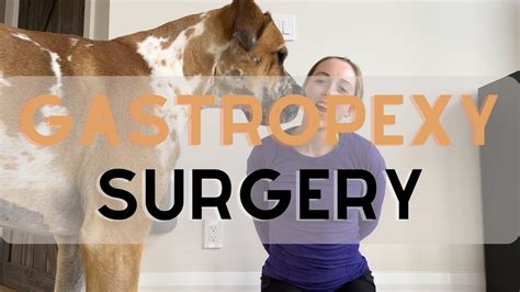 Dog Gastropexy Surgery Recovery Experience For Great Danes - YouTube