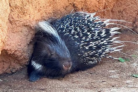 Meet Our New Cape Porcupine - Zoos - USA - Florida - Brevard Zoo ...