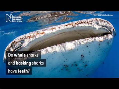 Do Redtail Sharks Have Teeth? Unveiling The Tooth Truth