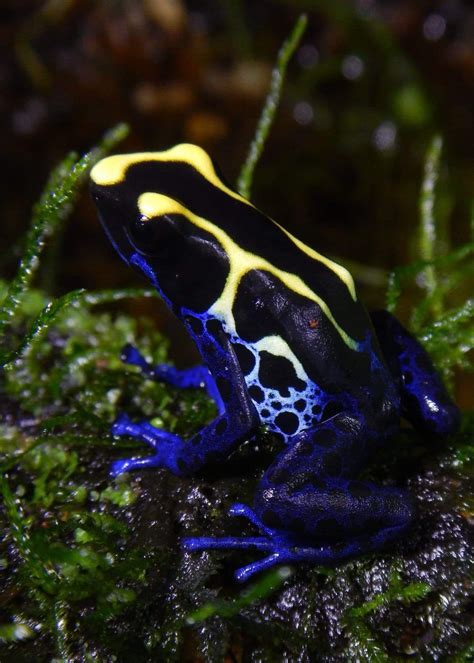 Dendrobates tinctorius 'Dwarf Cobalt' (froglet)-F-DTDCO