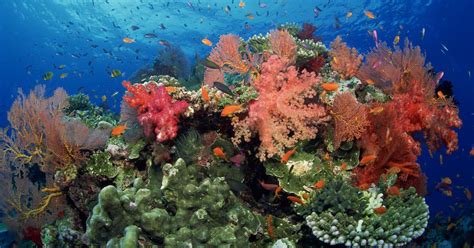 Why Are Coral Reefs Important to Our Ecosystem? Learn More