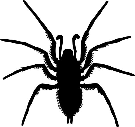 Spider Silhouette Png - ClipArt Best