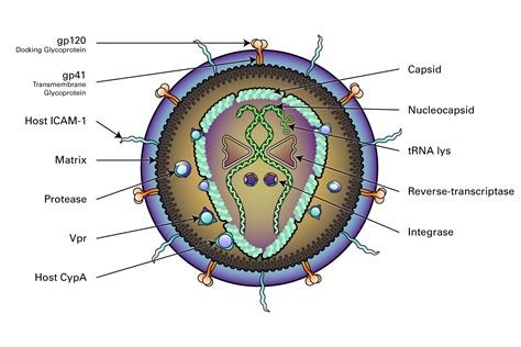 HIV As A Retrovirus: Life Cycle And How It Infects A Cell, 48% OFF