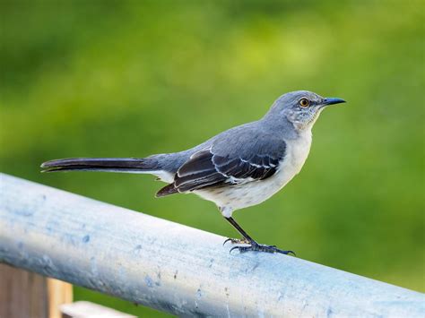 What is the State Bird of Florida? (And Why?) | Birdfact