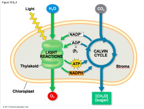 Biology 101, Chapter 10, Photosynthesis, Flashcards | Quizlet