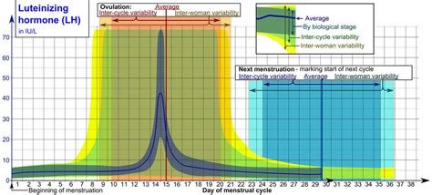 Luteinizing hormone function, luteinizing hormone test and normal range