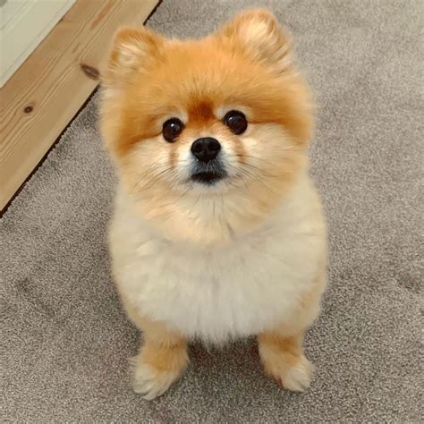 Pomeranian Dog