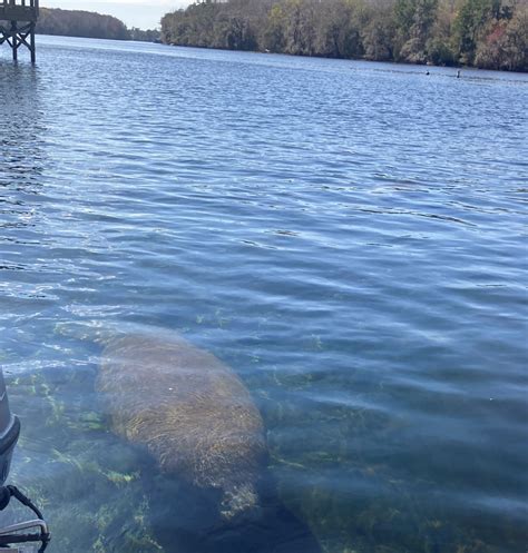 New River, Who Dis? Snook Habitat Expansion in the Nature Coast - UF ...