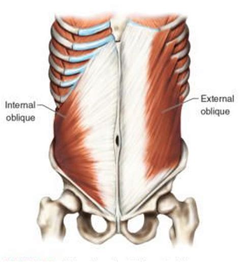 List 99+ Images State Where Your Oblique Muscles Are Located . Completed