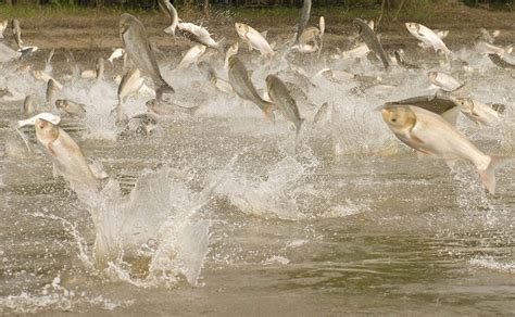 Asian Carp & Invasive Species - Prairie Rivers Network