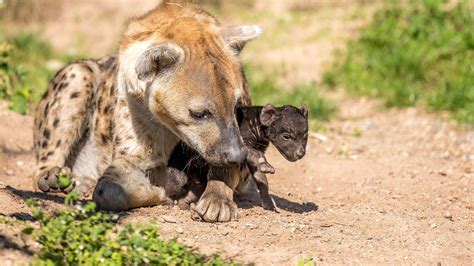 Adorable Newborn Spotted Hyena Cub's First Outing With Mum