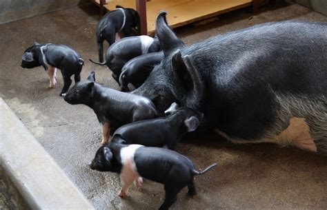 Pigs at the Drestry Farm Industry commercial pig farm. | Flickr