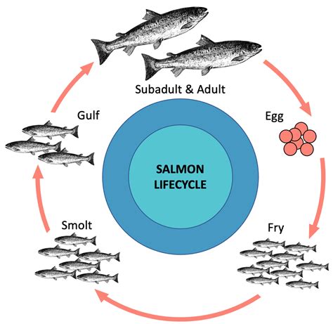 Salmon Life Cycle Map – NBKomputer