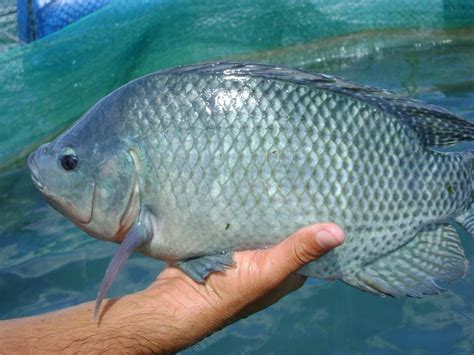 How to Raise Tilapia in Aquaponics Systems - HowtoAquaponic