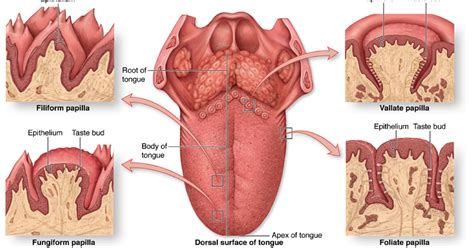 Enlarged Circumvallate Papillae Pictures, Causes, Treatment, Cancer ...