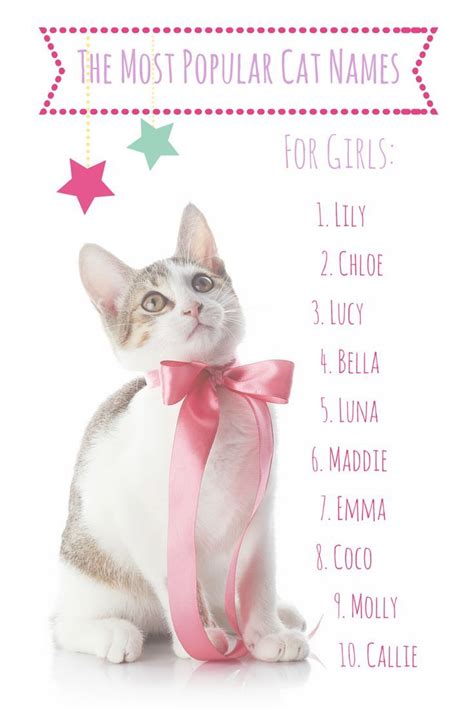 View source image | Cute cat names, Cat names, Girl cat names