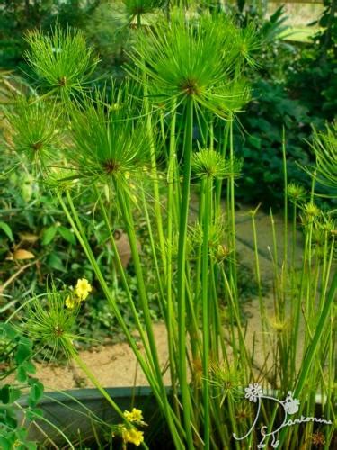 Cyperus Papyrus Egyptian Water Plant – Aloha Tropicals