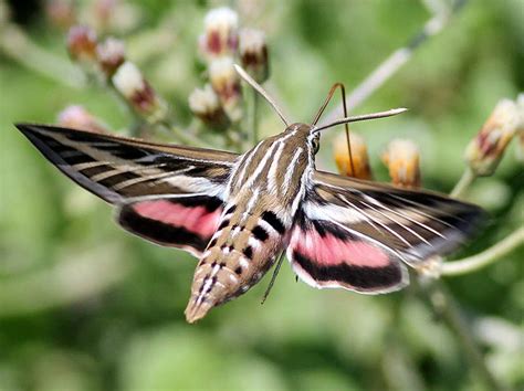 Hummingbird Moth Size