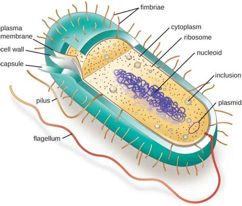 Simple Diagram Of Bacteria