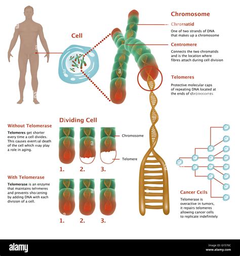 Chromosome Structure Diagram