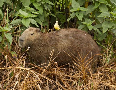 8 Surprising Facts About Capybaras