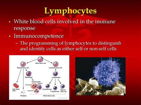 The LYMPHATIC System. - ppt download