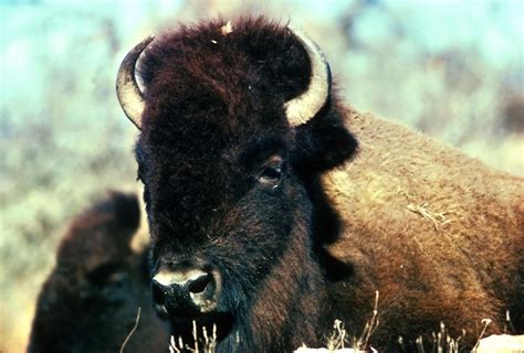 Free picture: bison, head, horns