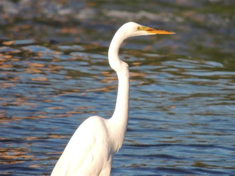 Egret - Great Egret Info - Photo 11