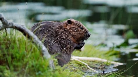 Beaver facts and information | Trees for Life