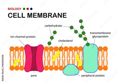 Biological diagram show structure of cell membrane or plasma membrane ...