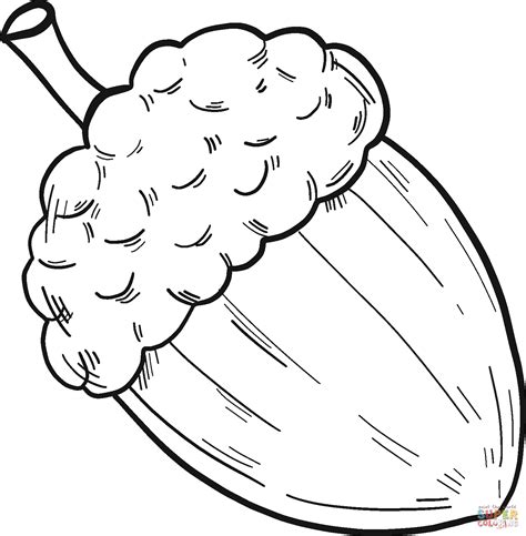 Acorn coloring page | Free Printable Coloring Pages