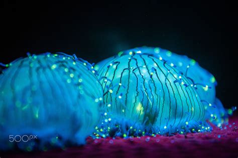 Bioluminescence - Bioluminescent jellyfish at Monterey Bay Acquarium ...