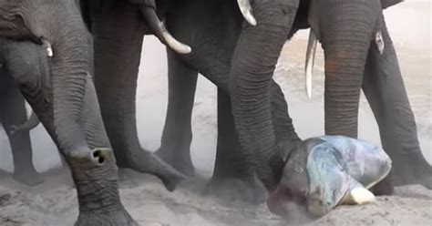 Mom Gives Birth To Baby Elephant. But Watch When The Herd Sees The Tiny ...