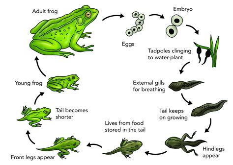 life cycle frog - Google Search | Lifecycle of a frog, Frog life, Life ...