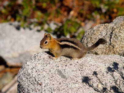 Lake Tahoe Wildlife | Wildlife of the Lake Tahoe Basin