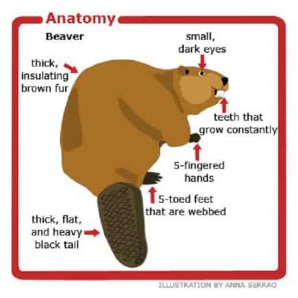 20 Facts about Beavers - Behaviors, Habitat, Senses & More | Facts.net