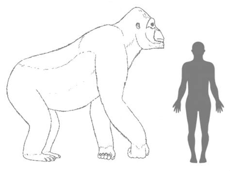 Giant ape Gigantopithecus went extinct 100,000 years ago due to its ...