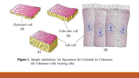 [DIAGRAM] Microscope Epithelial Cell Diagram - MYDIAGRAM.ONLINE