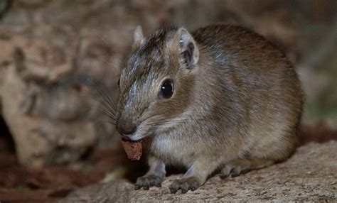 Rock cavy | Smithsonian's National Zoo and Conservation Biology Institute