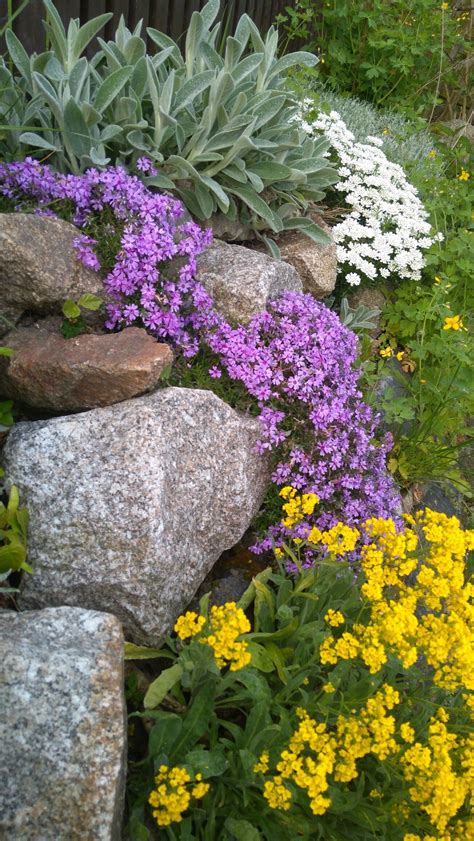 Annual Rockery Plants - Garden Plant