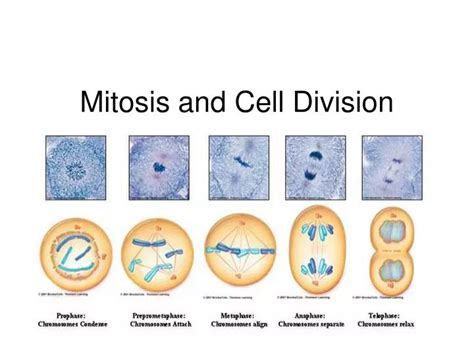 PPT - Mitosis and Cell Division PowerPoint Presentation, free download ...