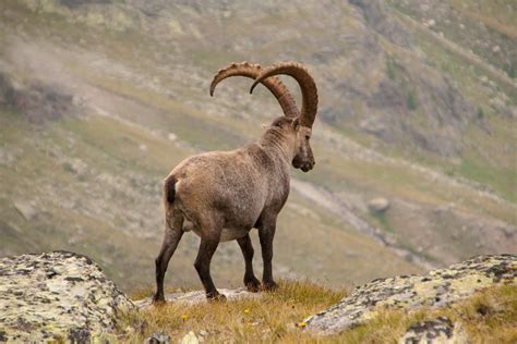 Brown ram, Alpine ibex, Goat, Mountains HD wallpaper | Wallpaper Flare