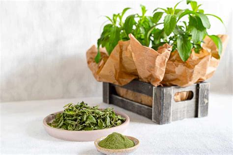 How the Stevia Plant Can Change Your Life: 10 Cool Facts