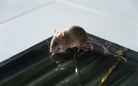 How Effective Are Glue Traps for Keeping Mice Out of Your Laurel Home ...