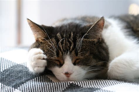 Sleeping Cat Royalty Free Photo