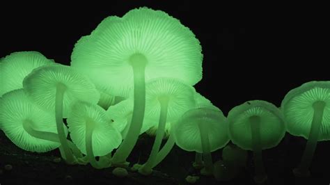 Glowing Mushrooms Found in Meghalaya: Know How These Bioluminescent ...