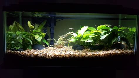 My low-tech 20 gallon long planted tank. Open to suggestions. : Aquascape