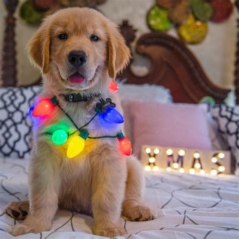 Samson | Golden retriever christmas, Christmas puppy, Golden puppy