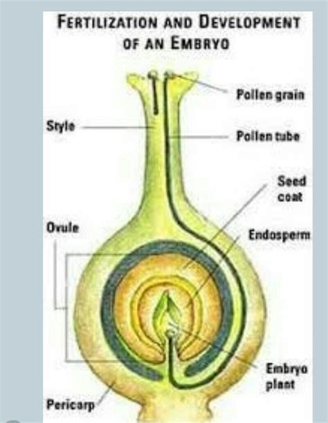 What Is The Role Of Pollen Grains In Flowering Plants | Best Flower Site